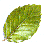 BEECH LEAF
