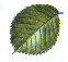 ELM LEAF