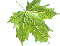 MAPLE LEAF