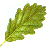 OAK LEAF