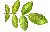 WALNUT LEAF