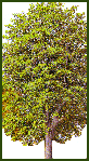 BEECH TREE