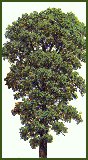 MAPLE TREE