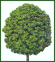 MAPLE TREE