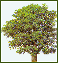 OAK TREE