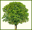 WALNUT TREE