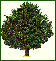 YEW TREE